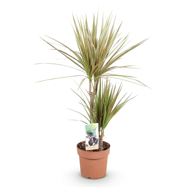 Dracaena marginata Bicolor -  1