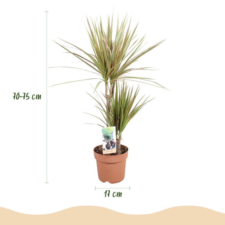 Dracaena marginata Bicolor -  1