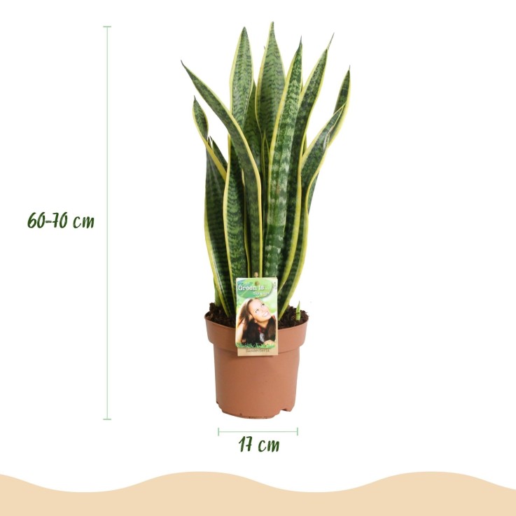 Sansevieria Laurentii -  2