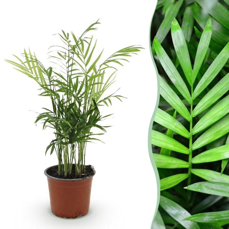 Chamaedorea elegans -  2