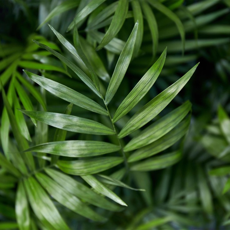 Chamaedorea elegans -  2