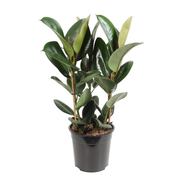 Ficus Elastica Robusta
