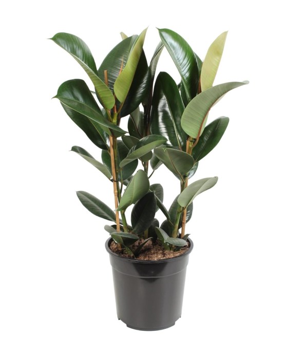 Ficus Elastica Robusta