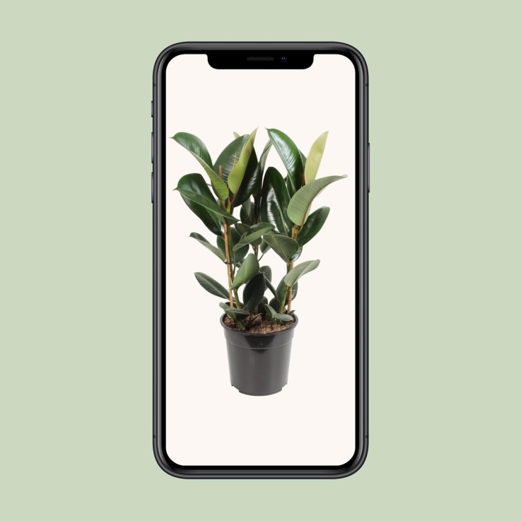 Ficus Elastica Robusta