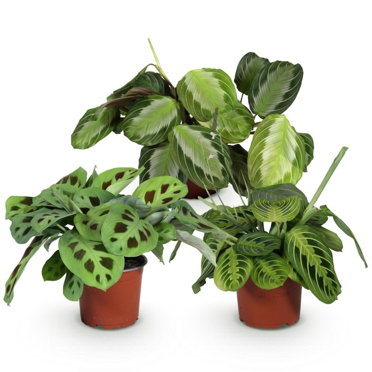 Trio de Maranta