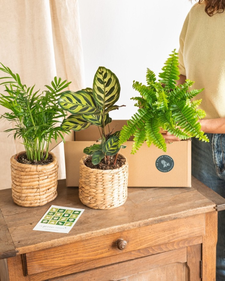 Coffret plantes dépolluantes -  Box 3 plantes