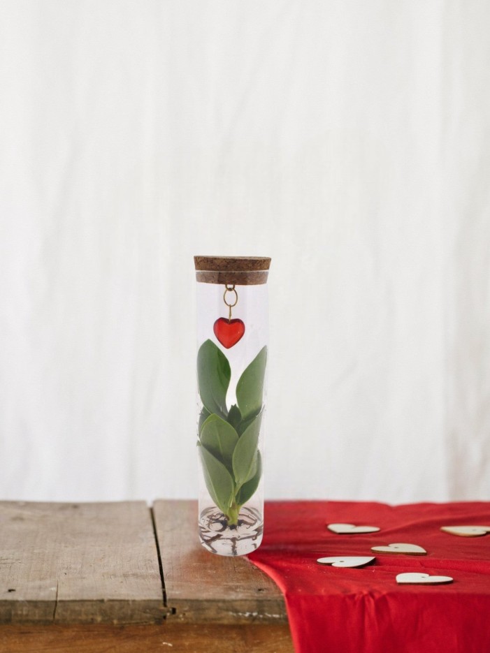 Clusia en tube et bijou coeur