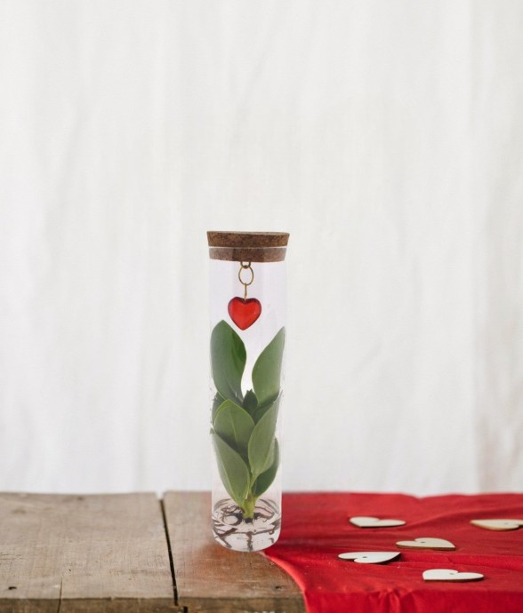 Clusia en tube et bijou coeur