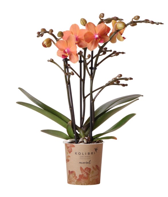 Orchidée Phalaenopsis...