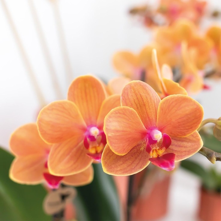 Orchidée Phalaenopsis orange - Ø9cm -  Par 2