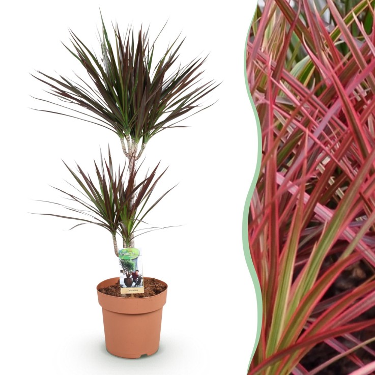 Dracaena Magenta