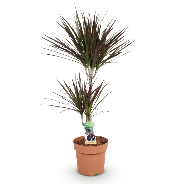 Dracaena Magenta