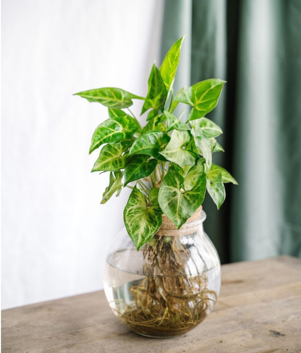 Syngonium Pixie en...