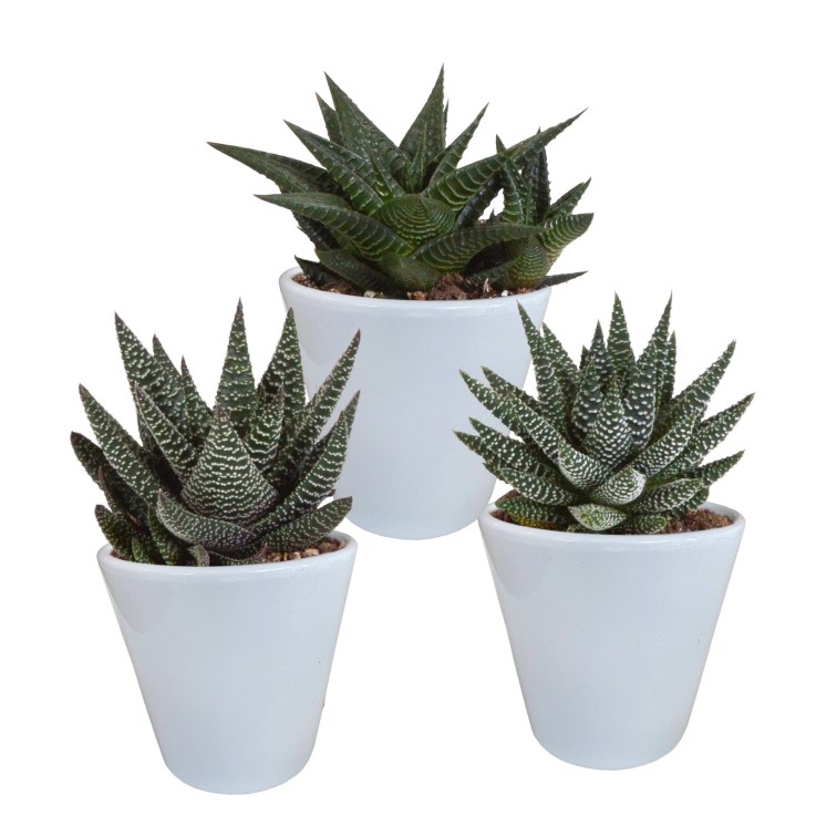 Trio de Succulentes et leurs caches-pots blancs h18cm
