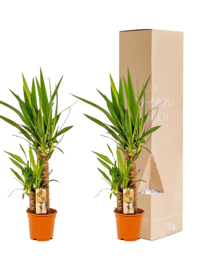 Coffret Yucca - Lot de 2 plantes, h90cm