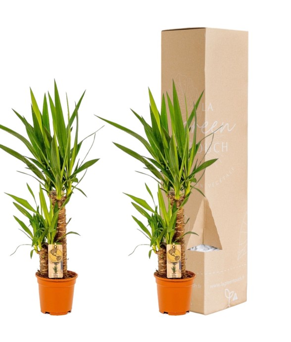 Coffret Yucca - Lot de 2...