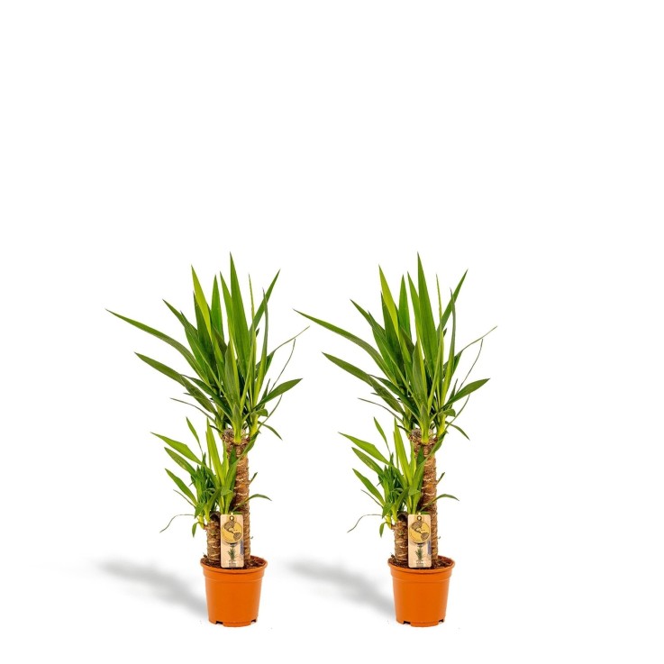 Coffret Yucca - Lot de 2 plantes, h90cm