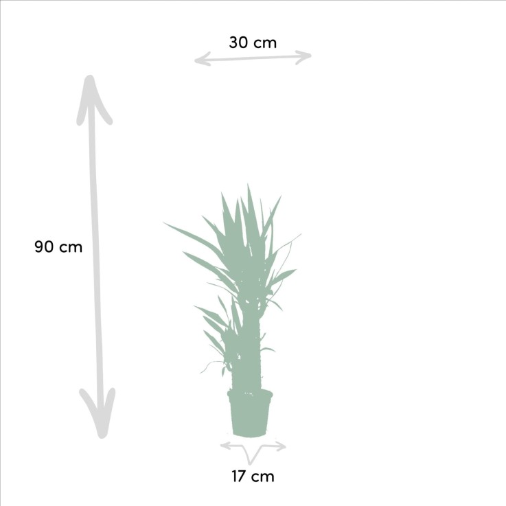 Coffret Yucca - Lot de 2 plantes, h90cm