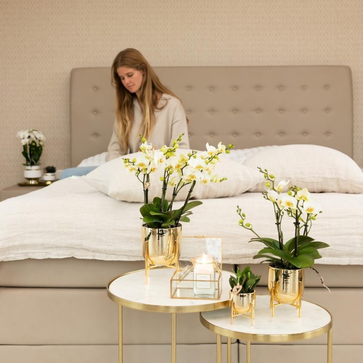 Orchidée blanche - Ø9cm - plante d'intérieur