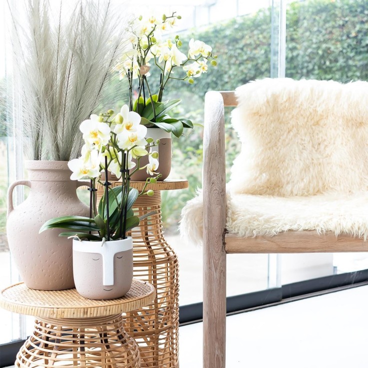 Orchidée blanche - Ø9cm - plante d'intérieur