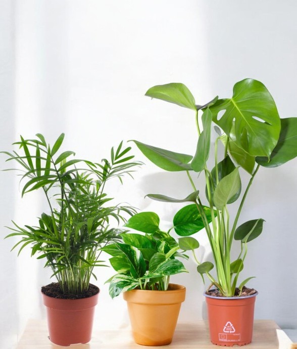 Coffret - Trio de plantes -...