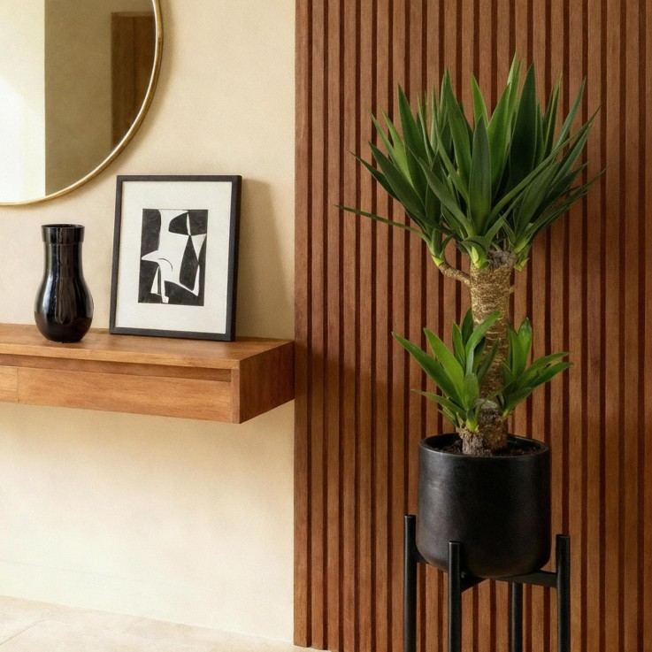 Yucca elephantipes -  2