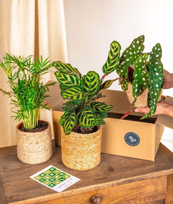 Coffret Plantes Jungle...