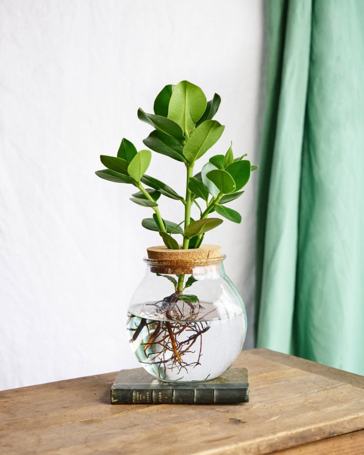 Clusia Rosea Princess en hydroculture