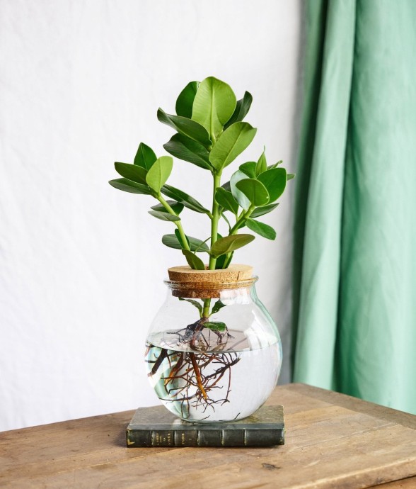 Clusia Rosea Princess en...