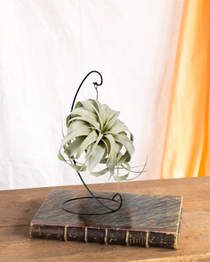 Tillandsia King Xero