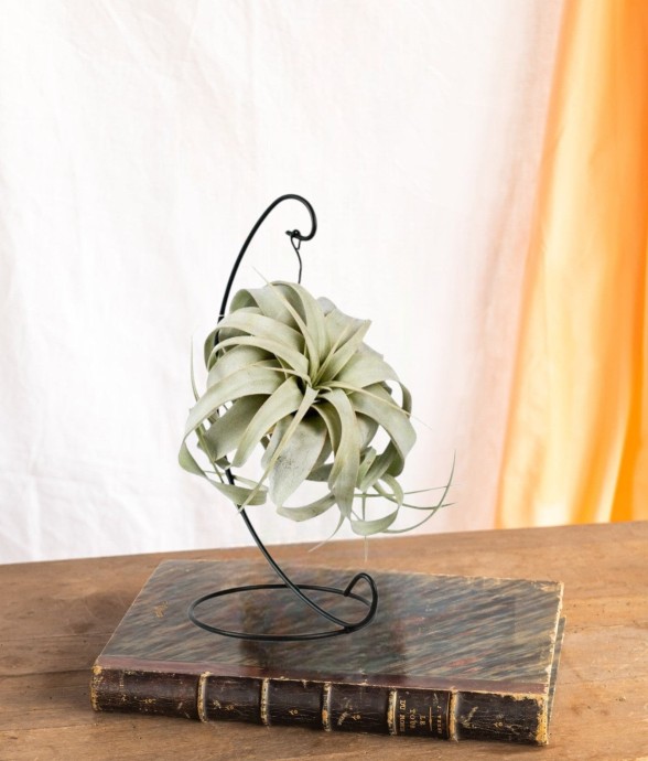 Tillandsia King Xero