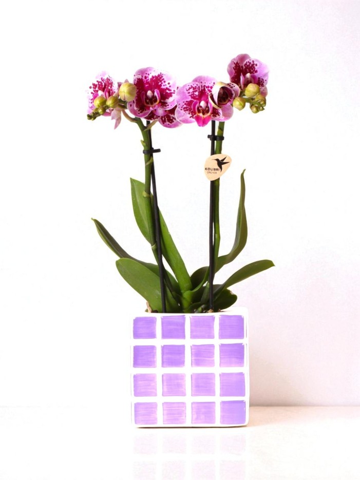 Orchidée El Salvador rose et son pot -  Diabolo