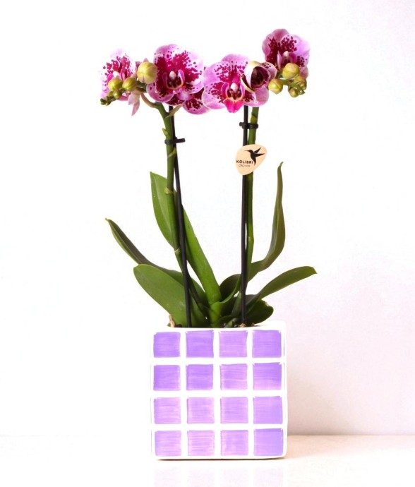 Orchidée El Salvador rose...