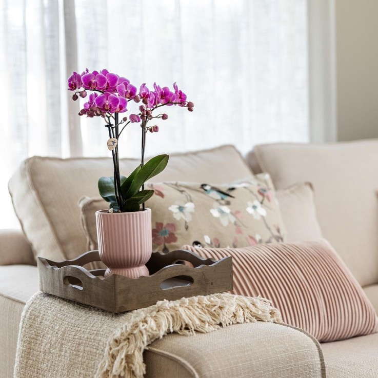 Orchidée El Salvador rose et son pot -  Diabolo