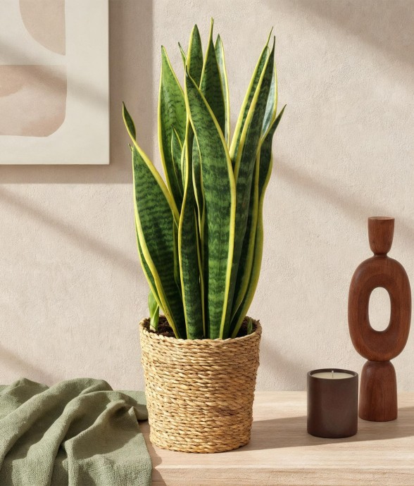 Sansevieria Laurentii -  1