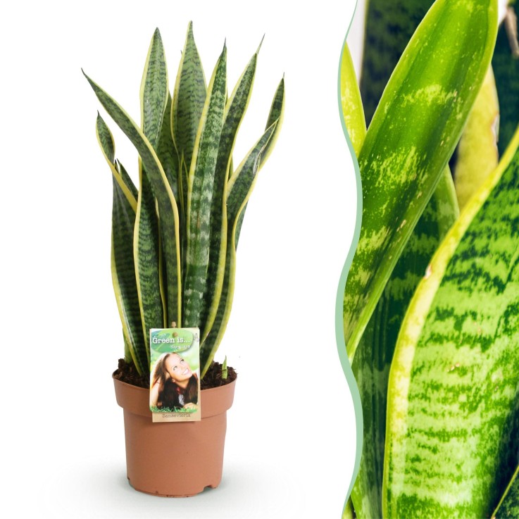 Sansevieria Laurentii -  1