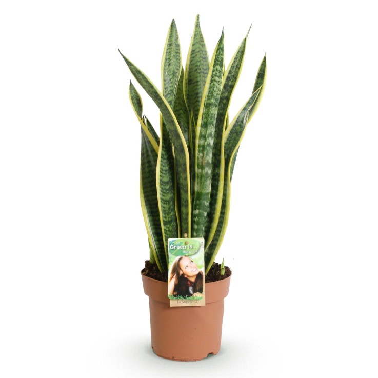 Sansevieria Laurentii -  1