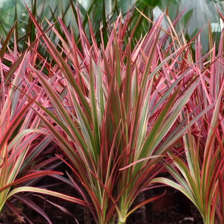 Dracaena Magenta -  2