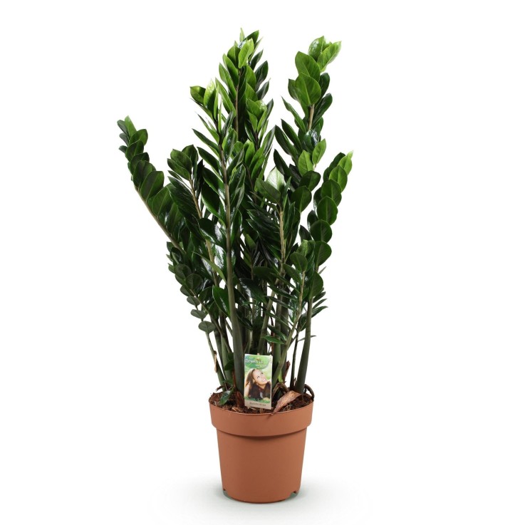 Zamioculcas