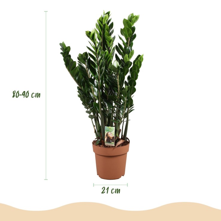 Zamioculcas