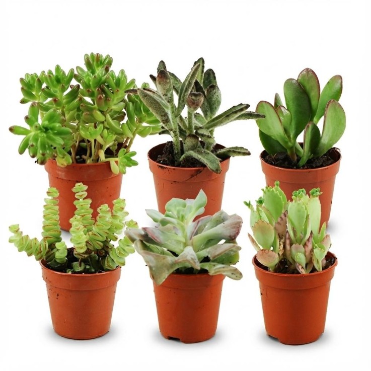 Mix mini Succulente -  30