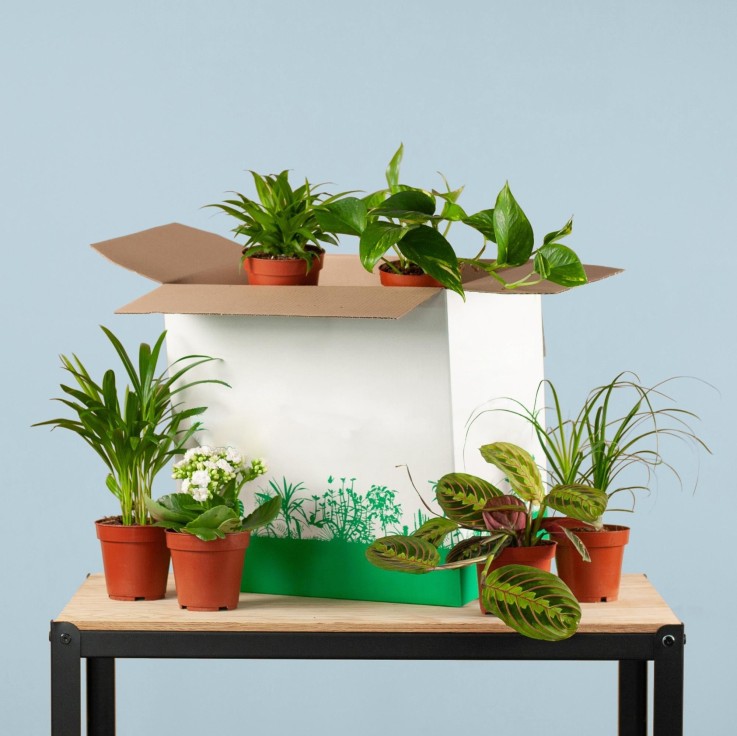 Coffret – Plantes seconde vie -  6 plantes