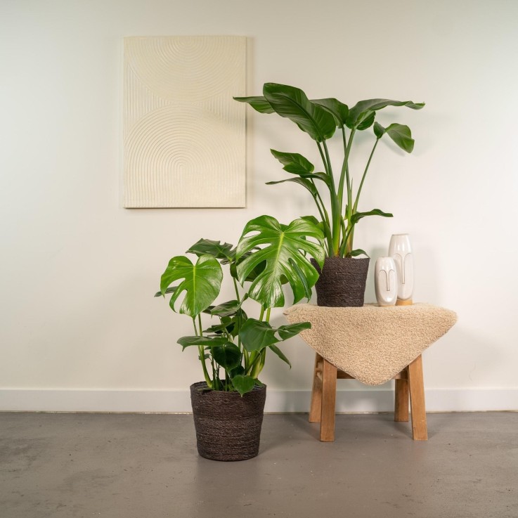 Duo Strelitzia Nicolai et Monstera