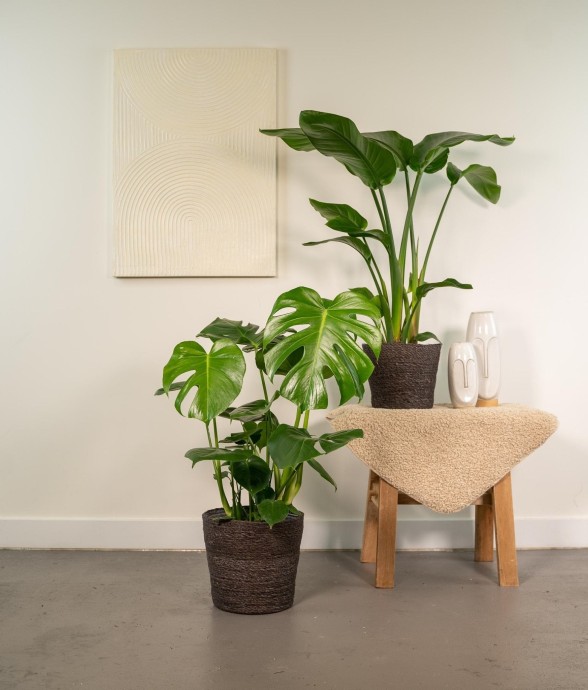 Duo Strelitzia Nicolai et...