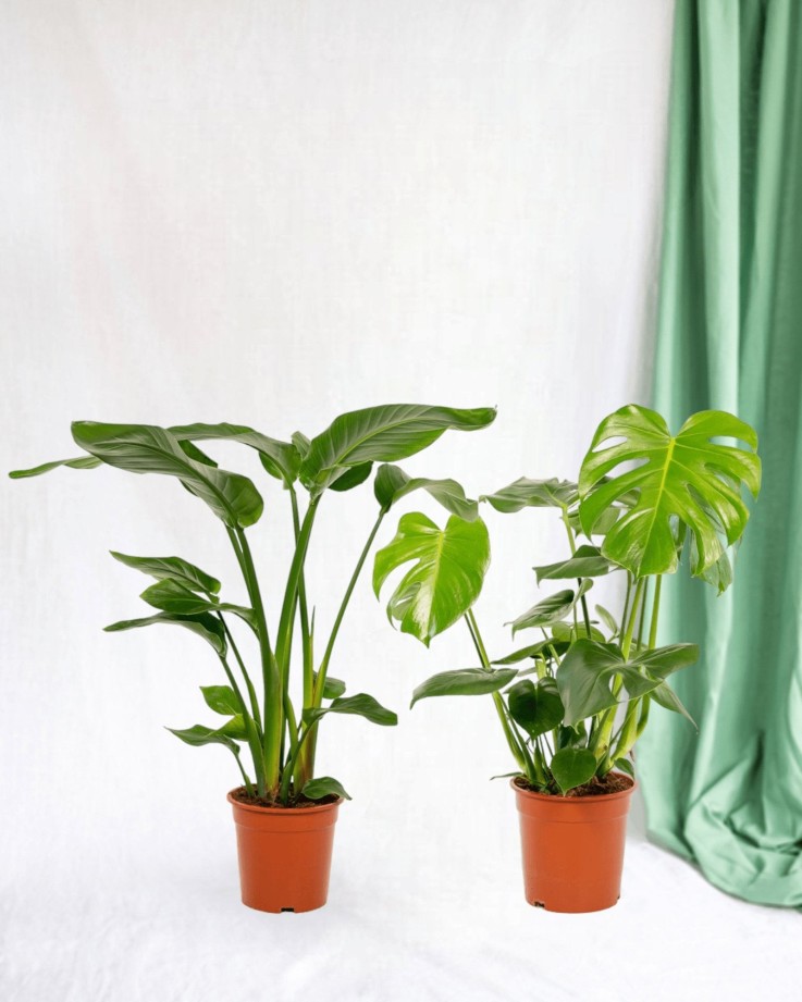 Duo Strelitzia Nicolai et Monstera
