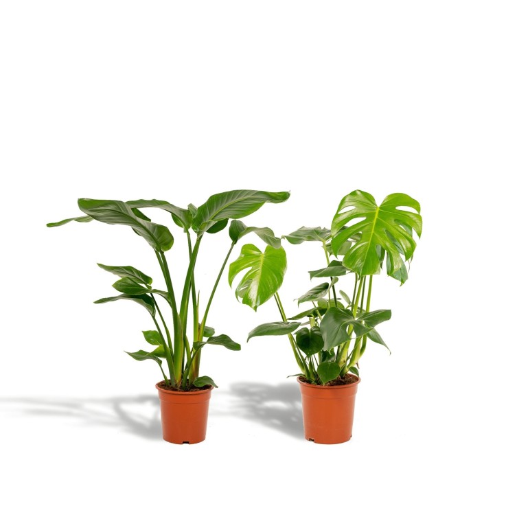 Duo Strelitzia Nicolai et Monstera