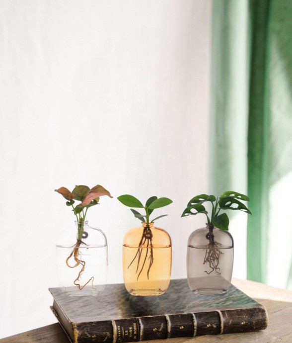 Trio de plantes en hydrocultre