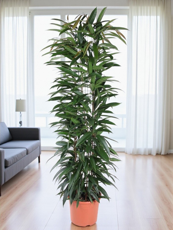 Ficus Alii King - 150 cm - ø29