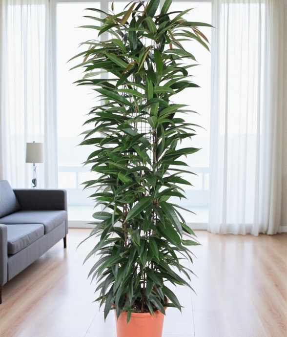 Ficus Alii King - 150 cm - ø29