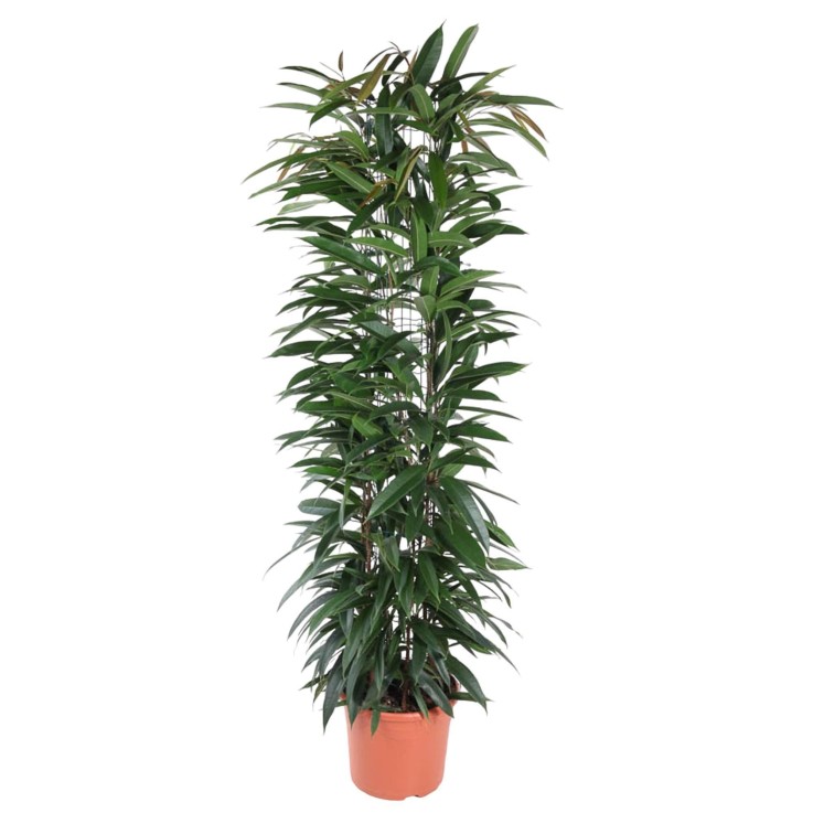 Ficus Alii King - 150 cm - ø29